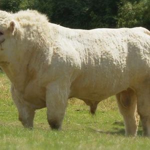 INVERLOCHY GURKHA
