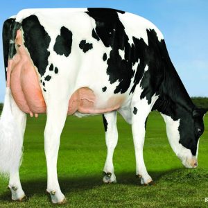 DENOVO 17118 PRO-ET