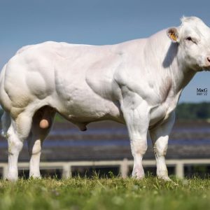 SYLVESTRE P DE FASTRE