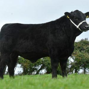 KNOCKMOUNTAGH VALENTINE