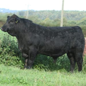 WESTELLEN BOSS Y929