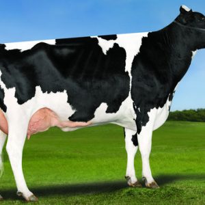 DENOVO 3150 GENERATE-ET