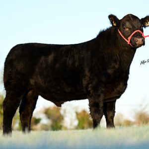 PUBBLESTOWN LORD JACK Y433