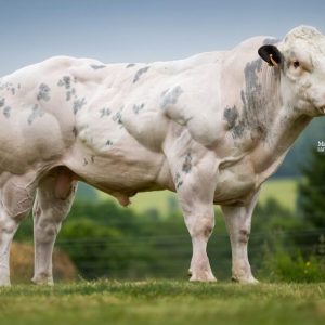 GULIVER 9495 DES AIWIS